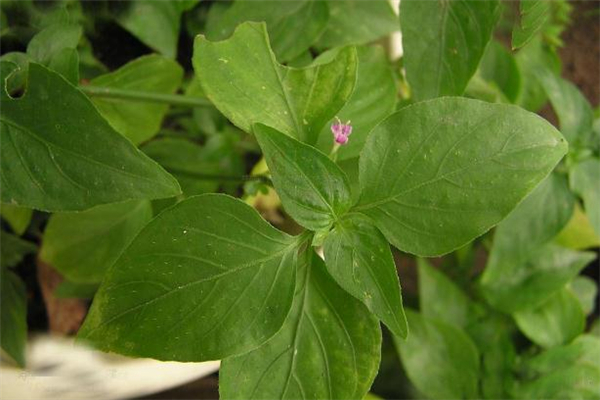 狗肝菜是什么 狗肝菜可以當(dāng)菜吃嗎 狗肝菜是什么 狗肝菜可以當(dāng)菜吃嗎