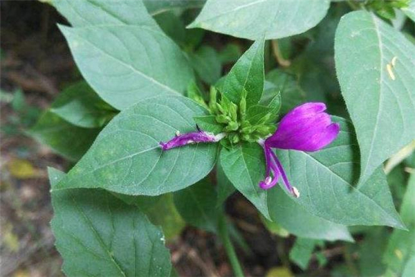 狗肝菜煲什么湯最清肝 狗肝菜湯的做法 狗肝菜煲什么湯最清肝 狗肝菜湯的做法