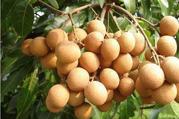 吃龍眼對睡眠有幫助嗎 龍眼變質(zhì)了是怎樣的 吃龍眼對睡眠有幫助嗎 龍眼變質(zhì)了是怎樣的