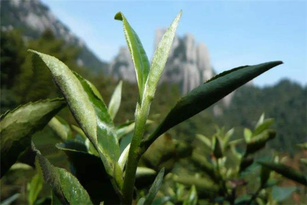 白茶每天喝多少合適 白茶可以經(jīng)常喝嗎 白茶每天喝多少合適 白茶可以經(jīng)常喝嗎