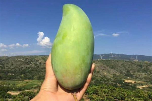 青芒不能和什么一起吃 青芒什么人不能吃 青芒不能和什么一起吃 青芒什么人不能吃