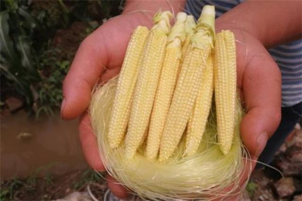 玉米筍可以冷藏嗎 玉米筍怎么保存 玉米筍可以冷藏嗎 玉米筍怎么保存