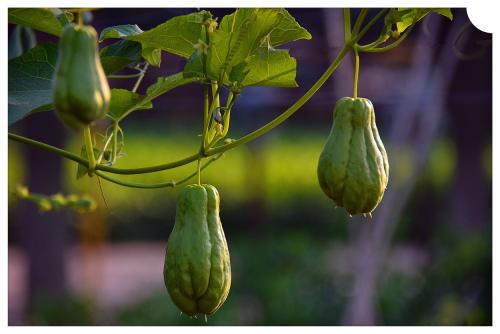 佛手瓜嘌呤高嗎 佛手瓜一天適合吃多少 佛手瓜嘌呤高嗎 佛手瓜一天適合吃多少