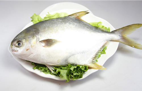 哺乳期可以吃金鯧魚嗎 哺乳期什么魚不能吃 哺乳期可以吃金鯧魚嗎 哺乳期什么魚不能吃