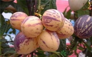 人參果長(zhǎng)的好還是圓的好 人參果沒熟能吃嗎