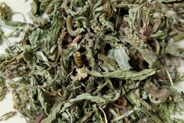 車前草能去濕氣嗎 車前草怎么喝去濕氣 車前草能去濕氣嗎 車前草怎么喝去濕氣