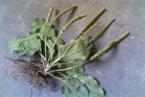 車前草能去濕氣嗎 車前草怎么喝去濕氣 車前草能去濕氣嗎 車前草怎么喝去濕氣