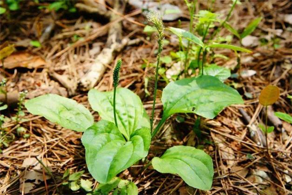 車前草可以生吃嗎 車前草可以炒著吃嗎 車前草可以生吃嗎 車前草可以炒著吃嗎