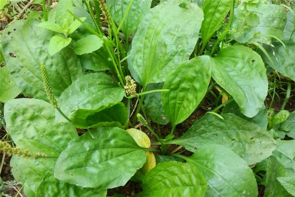 車前草可以治尿頻嗎 車前草熬水可以治什么病 車前草可以治尿頻嗎 車前草熬水可以治什么病