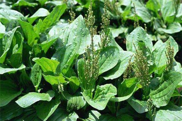 喝車前草拉肚子怎么辦 喝車前草為什么會拉肚子 喝車前草拉肚子怎么辦 喝車前草為什么會拉肚子