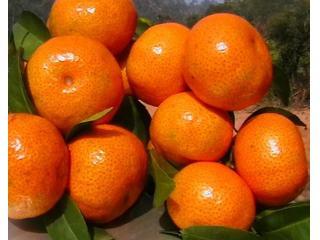 砂糖橘的熱量高嗎 砂糖橘不適合與什么搭配 砂糖橘的熱量高嗎 砂糖橘不適合與什么搭配