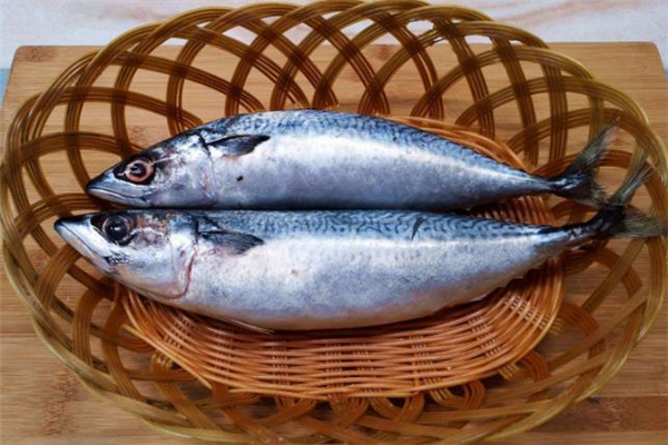 鲅魚(yú)什么人不能吃 鲅魚(yú)不能和什么一起吃 鲅魚(yú)什么人不能吃 鲅魚(yú)不能和什么一起吃