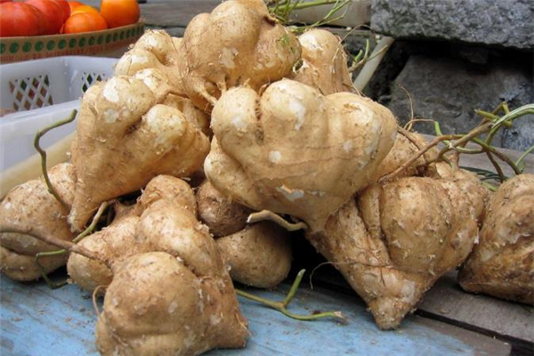 涼薯什么人不能吃 涼薯是什么季節(jié)的 涼薯什么人不能吃 涼薯是什么季節(jié)的