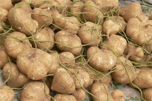 涼薯怎么保存 涼薯可以保存多久 涼薯怎么保存 涼薯可以保存多久