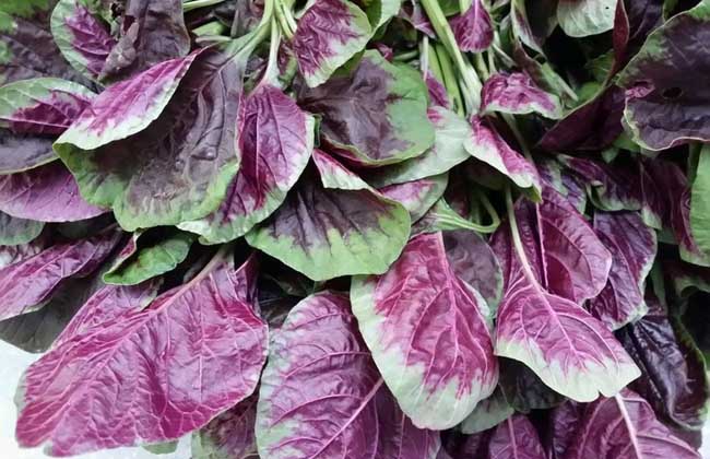 紅莧菜可以涼拌嗎 紅莧菜怎么涼拌好吃 紅莧菜可以涼拌嗎 紅莧菜怎么涼拌好吃