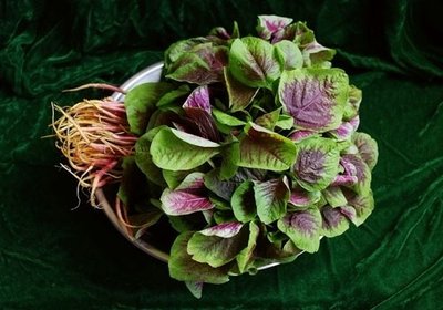 紅莧菜可以涼拌嗎 紅莧菜怎么涼拌好吃 紅莧菜可以涼拌嗎 紅莧菜怎么涼拌好吃