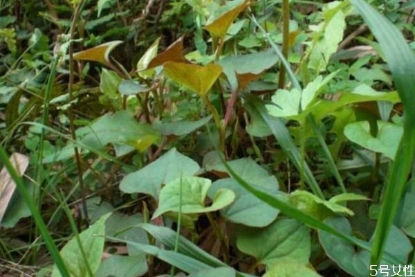 折耳根和魚腥草的區(qū)別 折耳根不適合哪些人吃 折耳根和魚腥草的區(qū)別 折耳根不適合哪些人吃