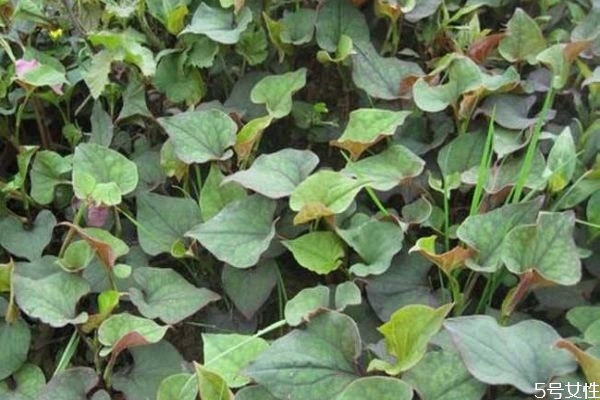 折耳根和魚腥草的區(qū)別 折耳根不適合哪些人吃 折耳根和魚腥草的區(qū)別 折耳根不適合哪些人吃