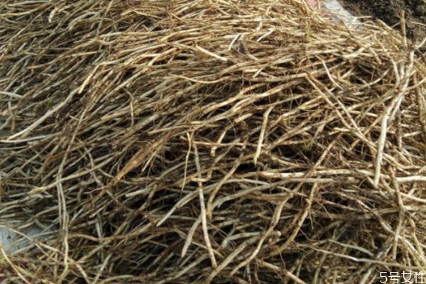 藜蒿根和魚(yú)腥草的區(qū)別 吃藜蒿根的好處