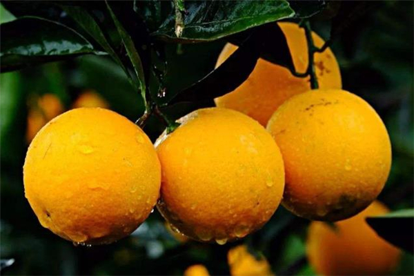 冰糖橙可以煮水喝嗎 冰糖橙可以蒸著吃嗎 冰糖橙可以煮水喝嗎 冰糖橙可以蒸著吃嗎