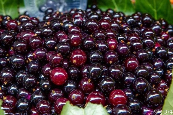 鮮烏梅跟葡萄區(qū)別 烏梅的藥用價(jià)值 鮮烏梅跟葡萄區(qū)別 烏梅的藥用價(jià)值