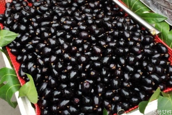 鮮烏梅跟葡萄區(qū)別 烏梅的藥用價(jià)值 鮮烏梅跟葡萄區(qū)別 烏梅的藥用價(jià)值