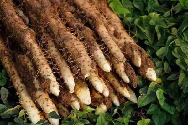 鐵棍山藥可以經(jīng)常吃嗎 鐵棍山藥的食用禁忌 鐵棍山藥可以經(jīng)常吃嗎 鐵棍山藥的食用禁忌