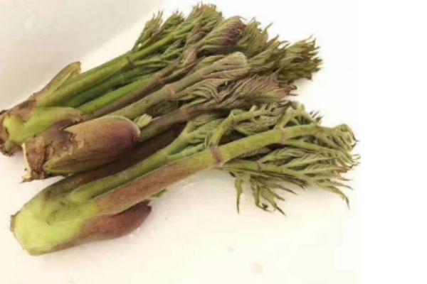 刺龍芽可以吃 刺龍芽有什么營(yíng)養(yǎng)價(jià)值 刺龍芽可以吃 刺龍芽有什么營(yíng)養(yǎng)價(jià)值