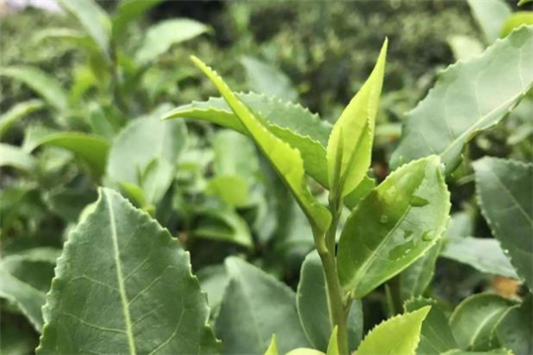 清明茶有保質期嗎 清明茶保質期多久 清明茶有保質期嗎 清明茶保質期多久