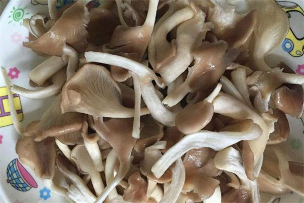 吃了發(fā)霉的平菇怎么辦 怎么看平菇有沒有發(fā)霉 吃了發(fā)霉的平菇怎么辦 怎么看平菇有沒有發(fā)霉