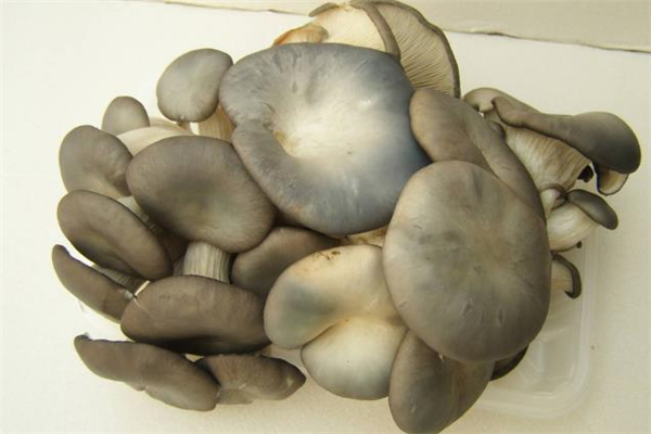 吃了發(fā)霉的平菇怎么辦 怎么看平菇有沒有發(fā)霉 吃了發(fā)霉的平菇怎么辦 怎么看平菇有沒有發(fā)霉