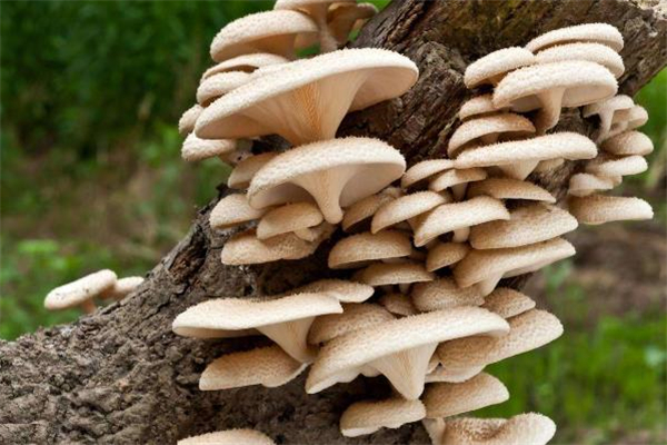 平菇一捏就碎還能吃嗎 平菇上面有疙瘩還能吃嗎 平菇一捏就碎還能吃嗎 平菇上面有疙瘩還能吃嗎