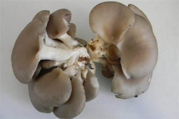 哺乳期能吃平菇嗎 吃平菇會回奶嗎 哺乳期能吃平菇嗎 吃平菇會回奶嗎