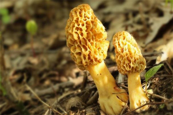 羊肚菌可以保存多久 羊肚菌是冷藏還是冷凍好 羊肚菌可以保存多久 羊肚菌是冷藏還是冷凍好