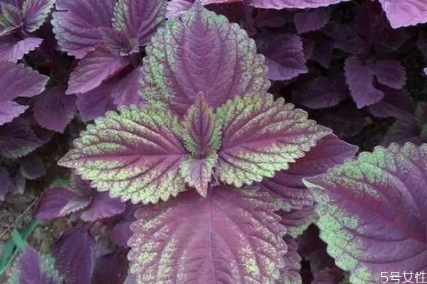 紫蘇葉可以吃嗎 紫蘇葉可以怎么吃 紫蘇葉可以吃嗎 紫蘇葉可以怎么吃