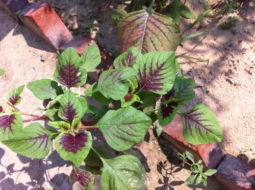 莧菜的鐵含量高嗎 莧菜豆腐湯怎么做好吃 莧菜的鐵含量高嗎 莧菜豆腐湯怎么做好吃