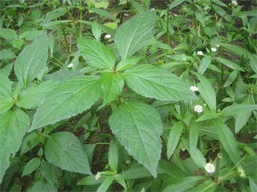 鐵莧是什么 鐵莧的藥用價值 鐵莧是什么 鐵莧的藥用價值