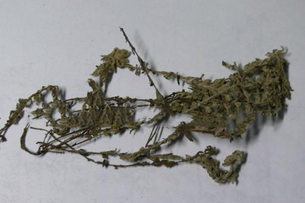 鹿茸草是什么 中藥鹿茸草的功效 鹿茸草是什么 中藥鹿茸草的功效