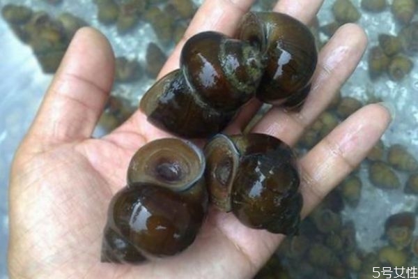 田螺應(yīng)該怎么清洗 清洗田螺的方法 田螺應(yīng)該怎么清洗 清洗田螺的方法