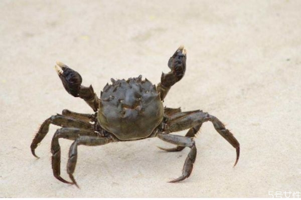 螃蟹應(yīng)該怎么清洗 怎么清洗螃蟹好 螃蟹應(yīng)該怎么清洗 怎么清洗螃蟹好