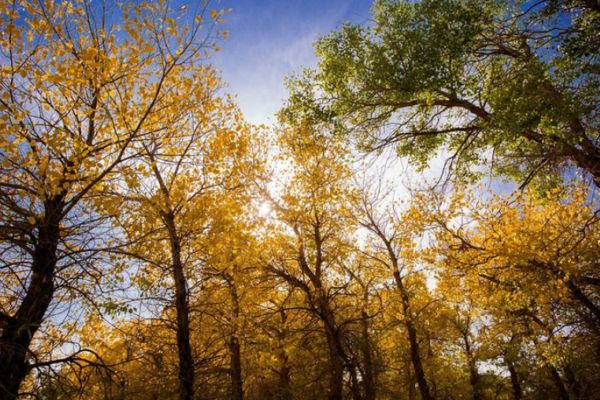 太陽穴的痘痘怎么去除 消除太陽穴痘痘的方法 太陽穴的痘痘怎么去除 消除太陽穴痘痘的方法