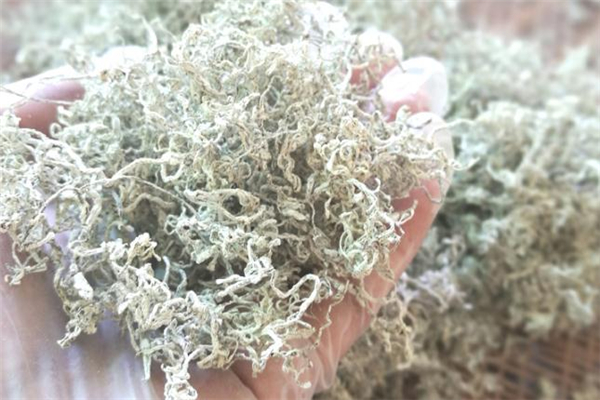 莓茶傷腎嗎 莓茶胃寒的人能喝嗎 莓茶傷腎嗎 莓茶胃寒的人能喝嗎