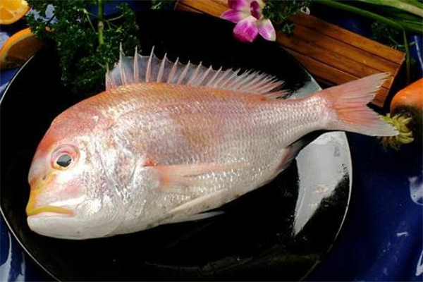 加吉魚的功效與作用 加吉魚的營養(yǎng)價(jià)值