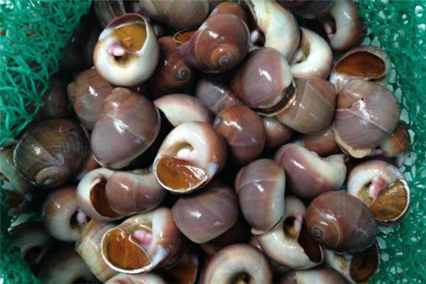 香螺可以生吃嗎 香螺可以整個(gè)吃嗎