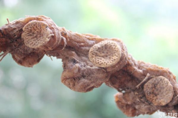 黃精可以怎么吃 黃精怎么吃效果好 黃精可以怎么吃 黃精怎么吃效果好