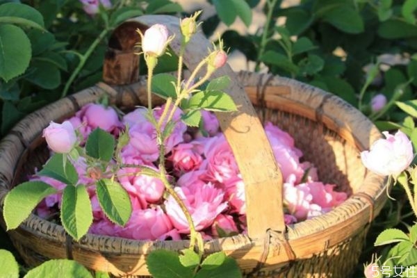 如何自制玫瑰純露 自制玫瑰純露的方法 如何自制玫瑰純露 自制玫瑰純露的方法