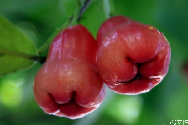 蓮霧怎么判斷熟沒(méi)熟 判斷蓮霧熟沒(méi)有熟的方法