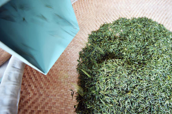 什么人不適合喝東白春芽 喝東白春芽能減肥嗎 什么人不適合喝東白春芽 喝東白春芽能減肥嗎