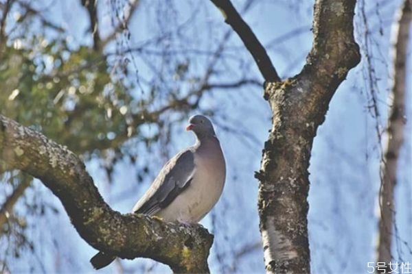 怎么放下老公出軌的事 如何面對老公出軌后的婚姻