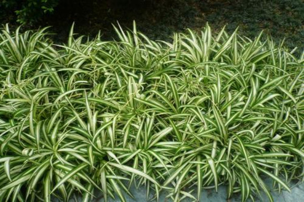 金心吊蘭可以放臥室嗎 金心吊蘭真的會釋放二氧化碳嗎